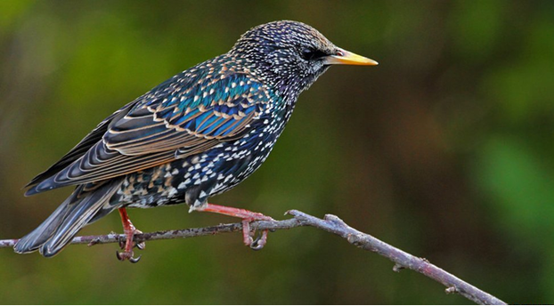 birds1