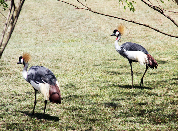 birds2